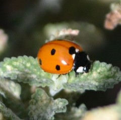 Coccinella septempunctata