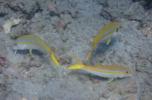 Mexican Goatfish