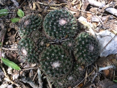Mammillaria gaumeri