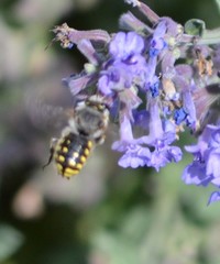 Anthidium manicatum
