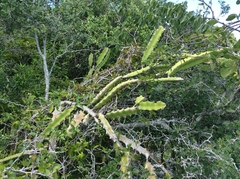 Selenicereus triangularis