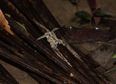 Phoneutria boliviensis