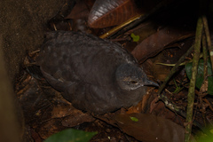 Crypturellus cinereus