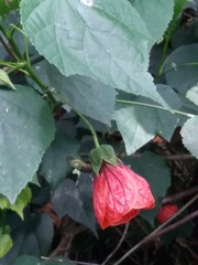 Abutilon insigne