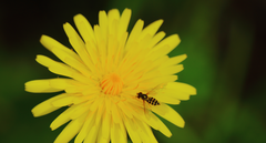 Toxomerus vertebratus