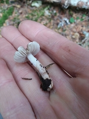 Inocybe lilacina