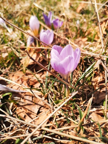 Image of Crocus dalmaticus by (c) Anastasia Titovets, some rights reserved (CC BY)