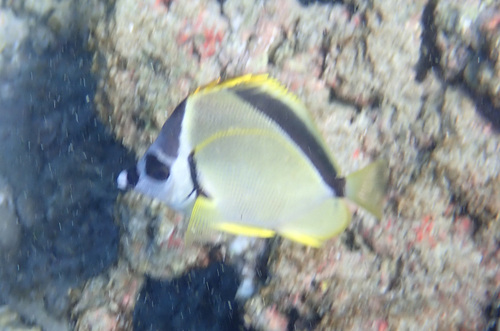 Black-nosed Butterflyfish