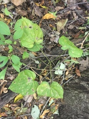 Dioscorea quaternata