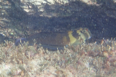 Ophioblennius steindachneri