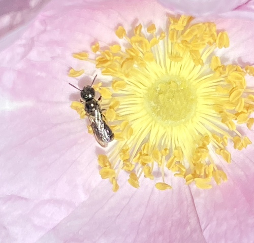 iNaturalist observation photo of Zadontomerus