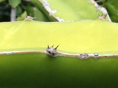 Selenicereus triangularis