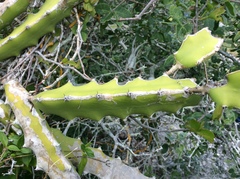 Selenicereus triangularis