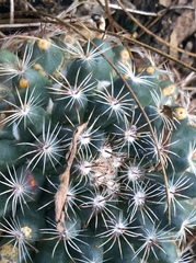 Mammillaria gaumeri