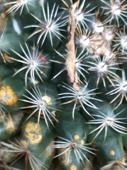 Mammillaria gaumeri