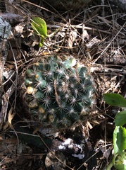 Mammillaria gaumeri
