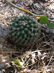 Mammillaria gaumeri