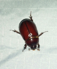 Oxygrylius peninsularis