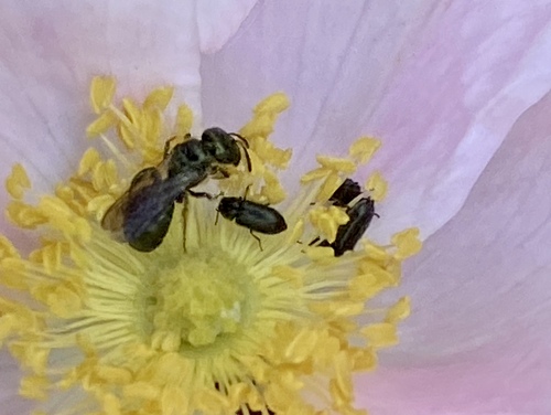 iNaturalist observation photo of Soft-winged Flower Beetles