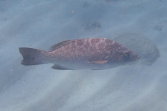 Mycteroperca rosacea