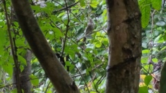 Myiodynastes maculatus solitarius