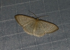 Pleuroprucha