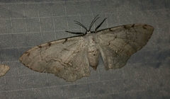 Thyrinteina arnobia