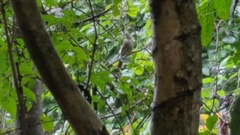 Myiodynastes maculatus solitarius