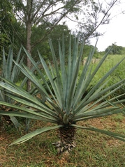 Agave fourcroydes