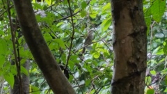 Myiodynastes maculatus solitarius