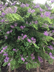 Lonchocarpus lanceolatus