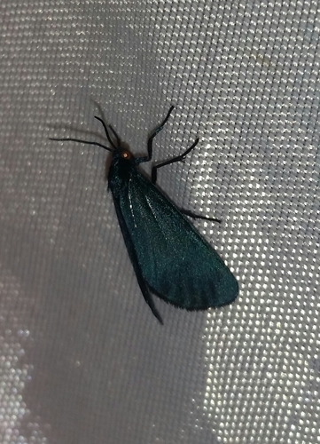 Stenucha dolens