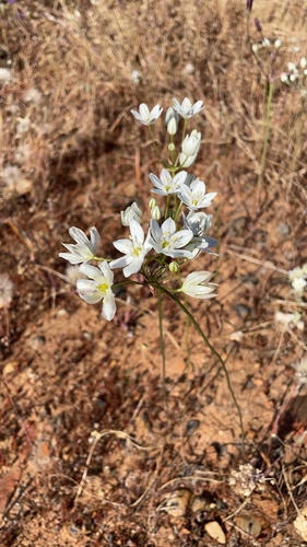 iNaturalist observation photo of white brodiaea