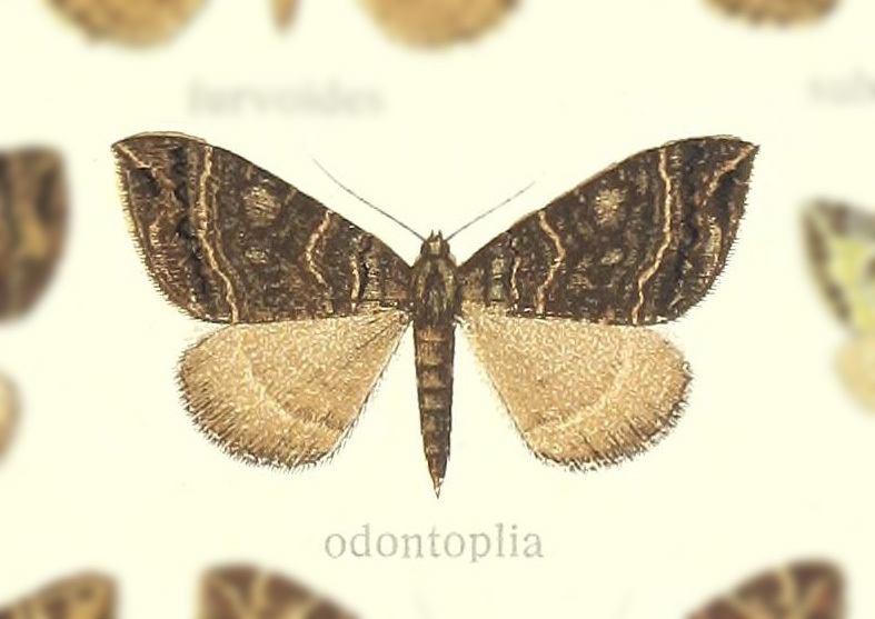 Ecliptopera odontoplia