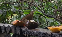 Turdus leucomelas