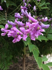 Lonchocarpus lanceolatus