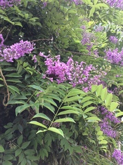 Lonchocarpus lanceolatus