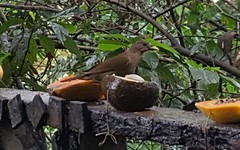 Turdus leucomelas