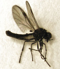 Dilophus tuthilli