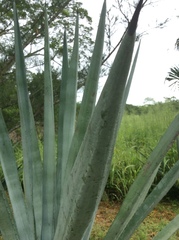 Agave fourcroydes