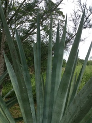 Agave fourcroydes