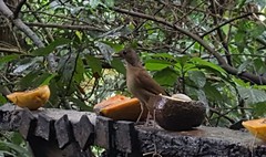 Turdus leucomelas