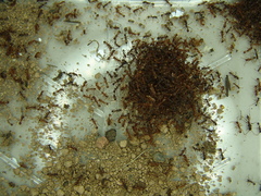 Neivamyrmex nigrescens