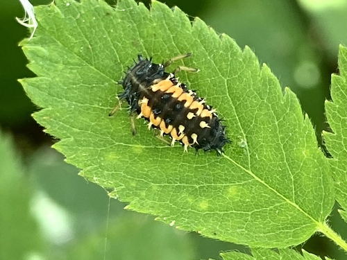 iNaturalist observation photo of Asian Lady Beetle