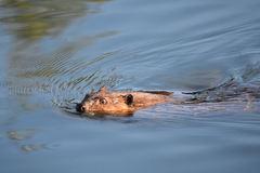 Castor canadensis