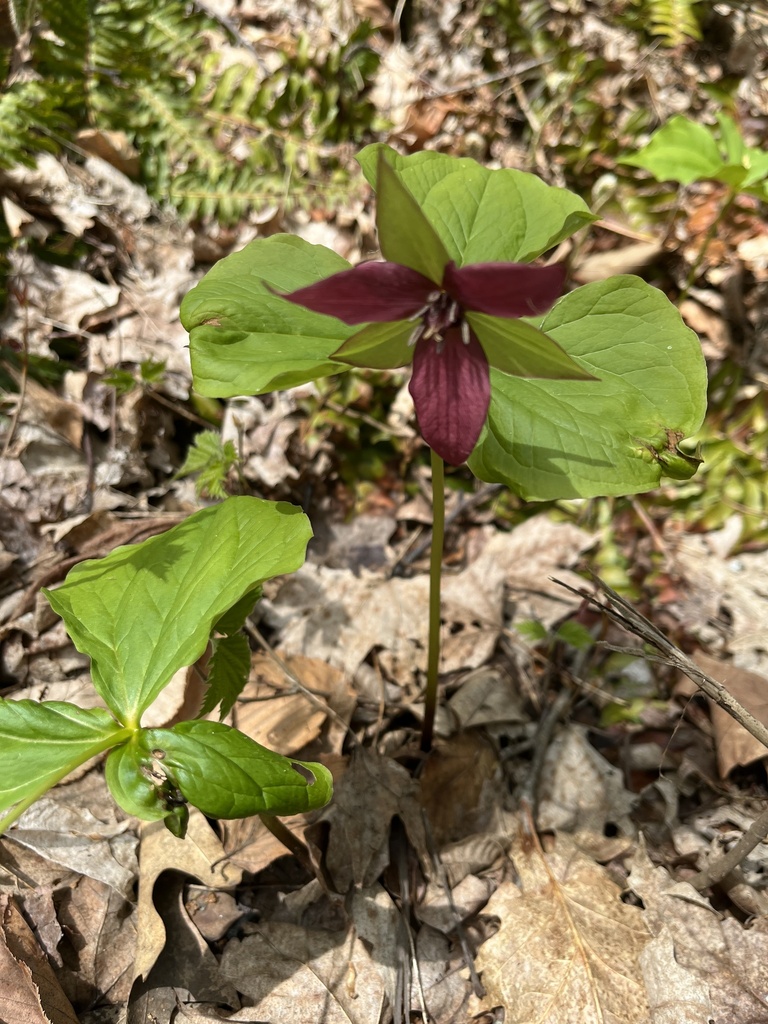 red trillium from Whately Glen Rd, South Deerfield, MA, US on April 28 ...