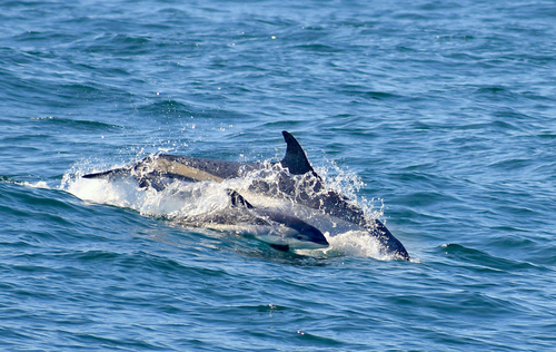 Atlantic White-sided Dolphin