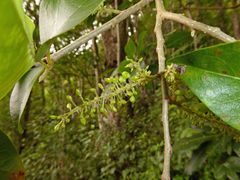 Antidesma pulvinatum