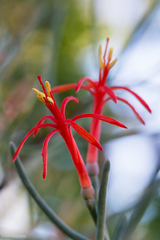 Psittacanthus sonorae