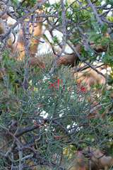 Psittacanthus sonorae